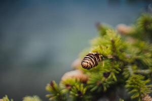 Macro photography of a pine cone with a Pollinator insect on a branch photo