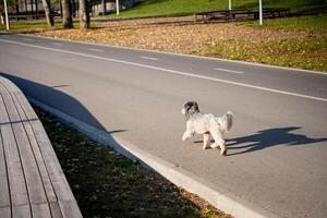 A small, adorable dog is leisurely walking along the side of a paved road, enjoying the scenery and the fresh air as it takes in its surroundings with curiosity and excitement photo