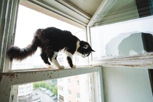 A black and white cat, a member of the Felidae family, is perched on a window ledge. Felidae cats are popular for their medium size and fur coat, often kept as pets by many people photo