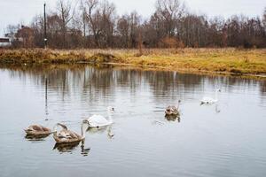 A beautiful group of elegant swans is gracefully swimming in a serene lake, showcasing the charm of nature and the tranquility of the peaceful water environment around them photo