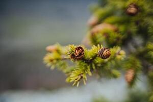A close up of a shortstraw pine twig with cones on it photo