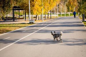 A small, adorable dog is leisurely walking down a scenic road that winds through a beautiful park, feeling blissful as it enjoys its lovely surroundings and the refreshing fresh air photo