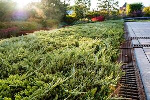 There is a drain located within a beautiful garden, right beside a vibrant, lush green field filled with various types of plants and foliage, creating a serene natural landscape photo