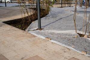 A beautifully constructed concrete walkway showcases a single tree positioned centrally, creating a stunning harmony between nature and urban design that captivates the eye and soul photo