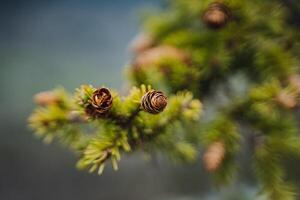 Closeup of a larch pine cone on a twig of a tree branch photo