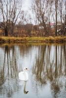 A graceful white swan glides effortlessly across the calm surface of a serene lake, with lush green trees standing tall in the background, creating a picturesque and tranquil nature scene photo