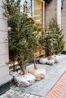 A delightful row of exquisite Christmas trees is carefully wrapped in clear plastic bags and lined up in an orderly fashion along the sidewalk, situated in front of a lovely nearby building photo