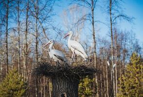In a serene natural landscape, two elegant storks are gracefully sitting in their nest, which is perched on a tall tree stump that rises above the surrounding grass and plants photo