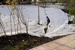 Utilizing Reflective Plastic Covering in the Garden to Offer Enhanced Protection for Various Plants and Vegetation Against Harsh Elements photo