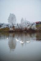 A peaceful and serene winter scene showcases ducks happily swimming in calm waters that beautifully reflect frosty trees and a rustic house nearby photo