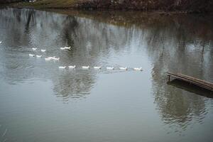 A beautiful and serene scene showcases a group of ducks peacefully swimming in a tranquil river, mirroring the lush trees along the bank photo