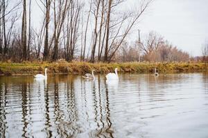 Three white swans are swimming in a lake with trees in the background photo