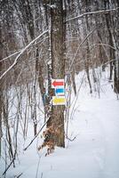 In a serene, snowy forest, a prominent tree trunk is adorned with a colorful sign featuring shades of red, blue, and yellow, contrasting beautifully with the white snow surrounding it photo