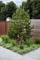 In the center of a beautiful garden, there stands a tall pine tree, surrounded by lush greenery and other plants, creating a serene and idyllic atmosphere of natures beauty photo