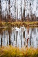 In a serene lake, two elegant swans are gracefully swimming, with lush green trees offering a beautiful backdrop, creating a peaceful natural landscape that enchants the viewer photo