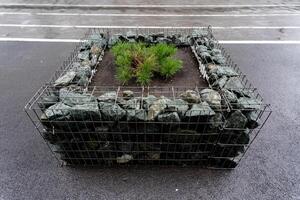 A healthy, vibrant plant has the capacity to thrive extremely well when placed in a uniquely crafted planter that is made from a delightful assortment of variously shaped and sized rocks photo