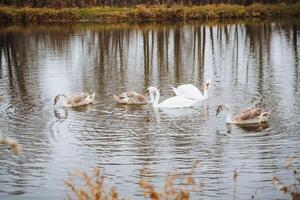 A beautiful group of elegant swans is gracefully swimming together in a serene lake, creating ripples in the water across the beautiful natural landscape surrounding them photo