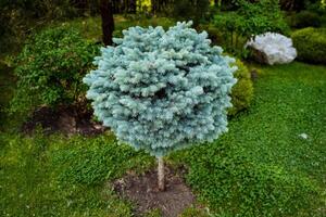 Amidst the parks boundaries, a flourishing young blue pine tree stands out against a backdrop of vibrant green grass and various plant life, creating a picturesque scene photo