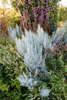 In a vibrant garden, there exists a bush that is adorned with an array of beautiful white flowers alongside some striking purple flowers, creating a lovely display of nature photo