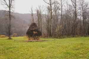 A heap of hay amidst a grassy field under the open sky photo