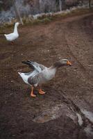 A serene scene of geese casually walking along a rustic path, surrounded by a lush natural background, evokes a sense of tranquility photo
