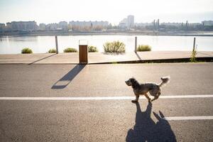 A dog is leisurely strolling along a paved road that runs beautifully parallel to a serene body of water, relishing the stunning scenery and the refreshing air that surrounds it photo