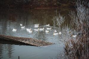 Serene ducks are gracefully swimming in the calm waters during the beautiful dusk hours, creating a picturesque scene for nature lovers photo