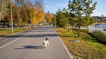 A fluffy dog is happily walking down a paved road in the beautiful park surrounded by lush trees and green grass, enjoying the fresh air and lovely landscape under the clear sky photo