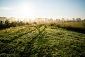 A secluded dirt road meanders through a lush grassy field, with tall trees standing majestically in the background, creating a serene and inviting natural landscape for all to enjoy photo