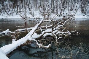 A snowy tree branch with frost leans over a serene body of water, creating a picturesque winter scene that showcases natures beauty and invites appreciation of its tranquil charm photo