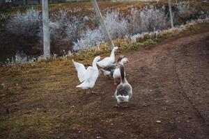 A peaceful flock of geese slowly strolls down a tranquil dirt path in a serene rural setting, perfectly embodying the essence of outdoor life photo