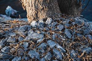 Natures Textures The Intertwining of Trees, Rocks, and Various Elements That Are Found in Nature Bring a Beautiful Harmony to Our Environment and Surroundings photo