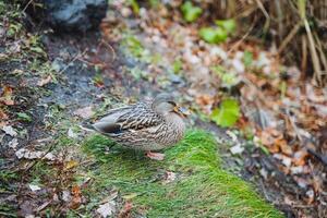 A tranquil and serene scene unfolds as a duck leisurely rests upon a mossy rock, surrounded by vibrant, lush grass, creating an atmosphere of calm and peace in its beautiful natural habitat photo