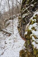In a stunning snowy forest, majestic trees tower above, and rugged rocks are covered in pristine white, creating a serene and picturesque landscape that captivates the heart photo