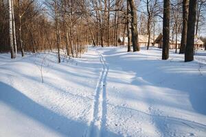 A picturesque, snowy path winding through the heart of a serene forest, surrounded by tall trees and blanketed in white, captures the essence of a winter wonderland in daytime photo