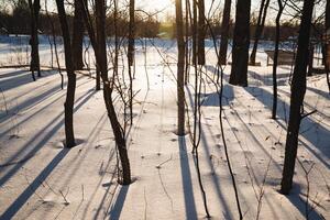 The bright sun is beautifully shining through the branches of the trees, illuminating the snow that blankets the ground, creating a picturesque winter scene in the morning light photo