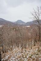 In a snowy forest, surrounded by majestic mountains in the background, stands a tranquil scene of leafless trees, creating a beautiful winter landscape filled with white and serenity photo