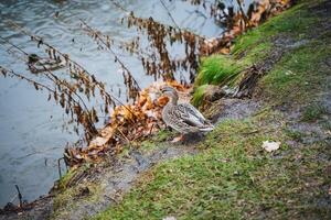 A beautiful duck is peacefully sitting on the soft, lush green grass, which is located near a tranquil and serene body of water, where reflections are visible, and nature truly thrives photo