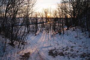 The sun is setting behind the trees in the snow photo