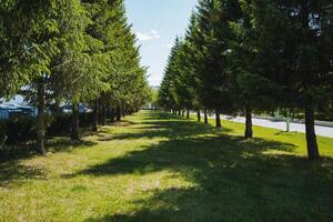 A stunning line of trees bordering the roadside enhances the natural scenery, improving the overall aesthetics of the surroundings with a touch of beauty and tranquility photo
