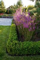 This beautifully designed garden features vibrant purple flowers against lush greenery, creating an inviting landscape perfect for relaxation and enjoyment for nature lovers photo