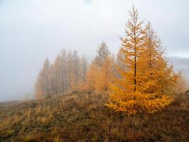 Autumn steep slope and forest in dense fog. Stone hillside with larches trees in morning in thick low clouds. Mountainside with firs and autumn flora in mist. Fading autumn colors. photo