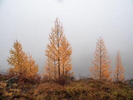 Autumn steep slope and golden forest in dense fog. Stone hillside with larches trees in morning in thick low clouds. Mountainside with firs and autumn flora in mist. Fading autumn colors. photo