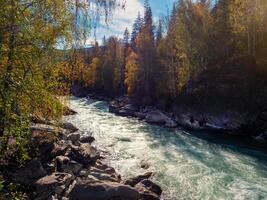 Colorful river in the fall. Golden leaves on trees along turquoise stormy mountain river in sunshine. Bright scenery with mountain river and yellow trees in autumn colors in fall time. photo