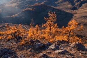 Autumn evening with red trees, the sun shining haze gentle rays with spectacular lighting effects. Larch trees is very beautiful on the background of twilight mountains. Morning calm sunlight view. photo