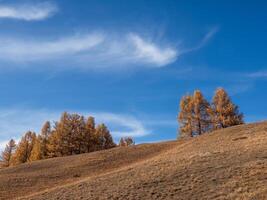 picturesque steppe autumn landscape with sparse vegetation, red larch trees on a background of blue sky with beautiful fluffy and lenticular clouds photo