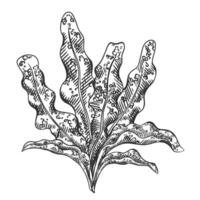 illustration of sea and ocean seaweed plant. Isolated object on a white background. Tropical underwater element of natural bottom world. Hand drawn textured sketch on isolated background vector