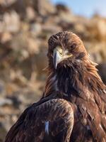 Close-up of Asian golden eagle or berkut. Head of an eagle, full face, selective focus. photo
