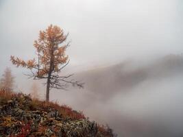 Diagonal stony steep slope and forest in dense fog. Stone hillside with larches trees in morning in thick low clouds. Mountainside with firs and autumn flora in mist. Fading autumn colors. photo