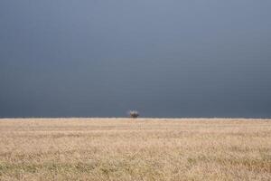 Lonely solitary tree in an open autumn field in the fog looking empty dismal depressing desolate bleak stark grim dramatic moody drab dim photo